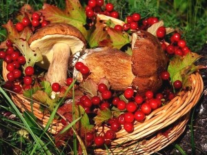 грибы и ягоды